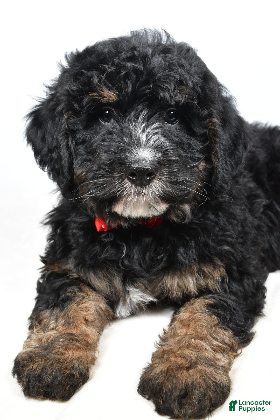 Mini Bernedoodle dogs for sale: Colby - Ad 3