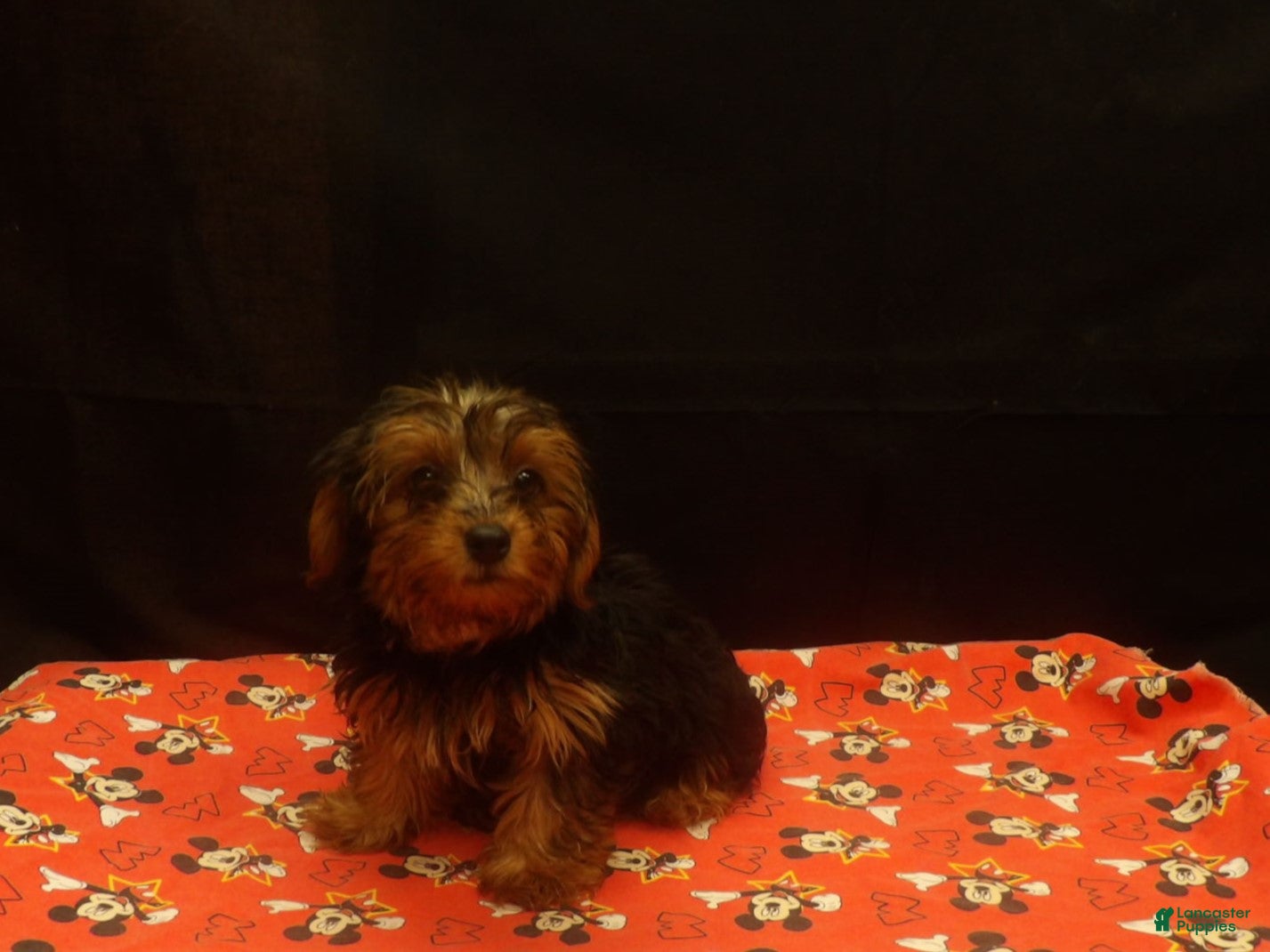 Yorkshire Terrier dogs for sale: stanly - Ad 32