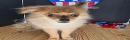 Pomeranian dogs for sale: Pepper's Long Shot - "Archer" - Ad 14