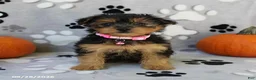 Yorkiepoo dogs for sale: Sabrina - Ad 6