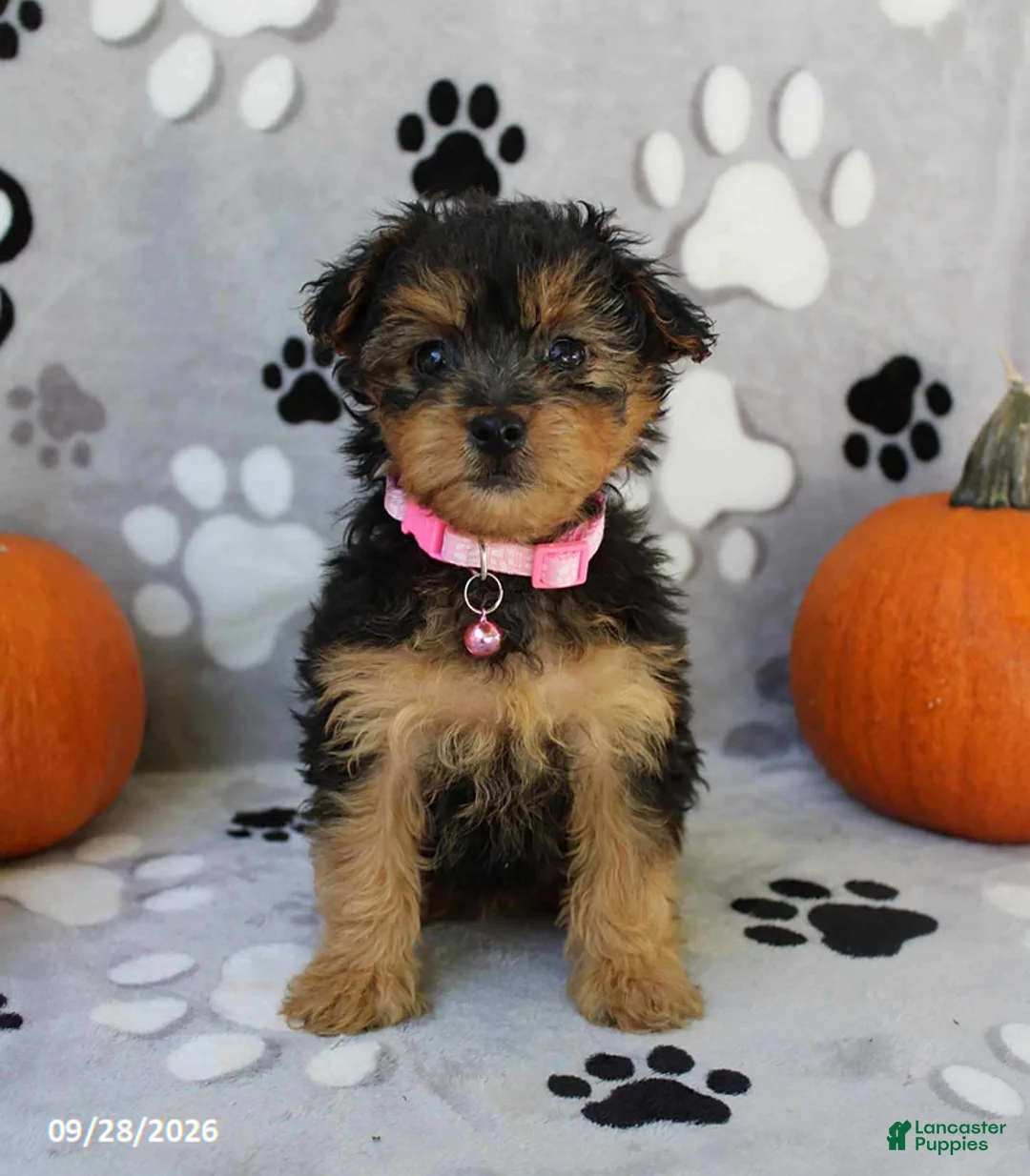 Yorkiepoo dogs for sale: Sabrina - Ad 6