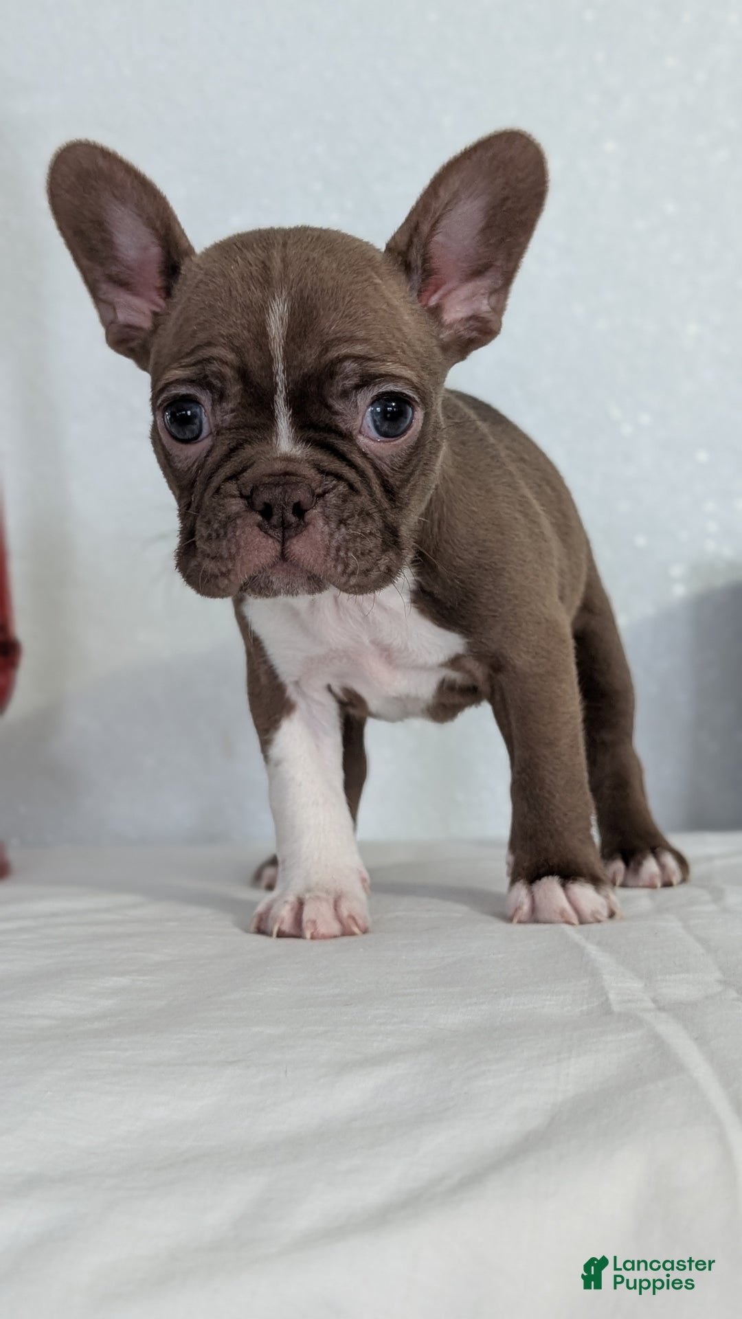 Frenchton dogs for sale: Lady - Ad 3