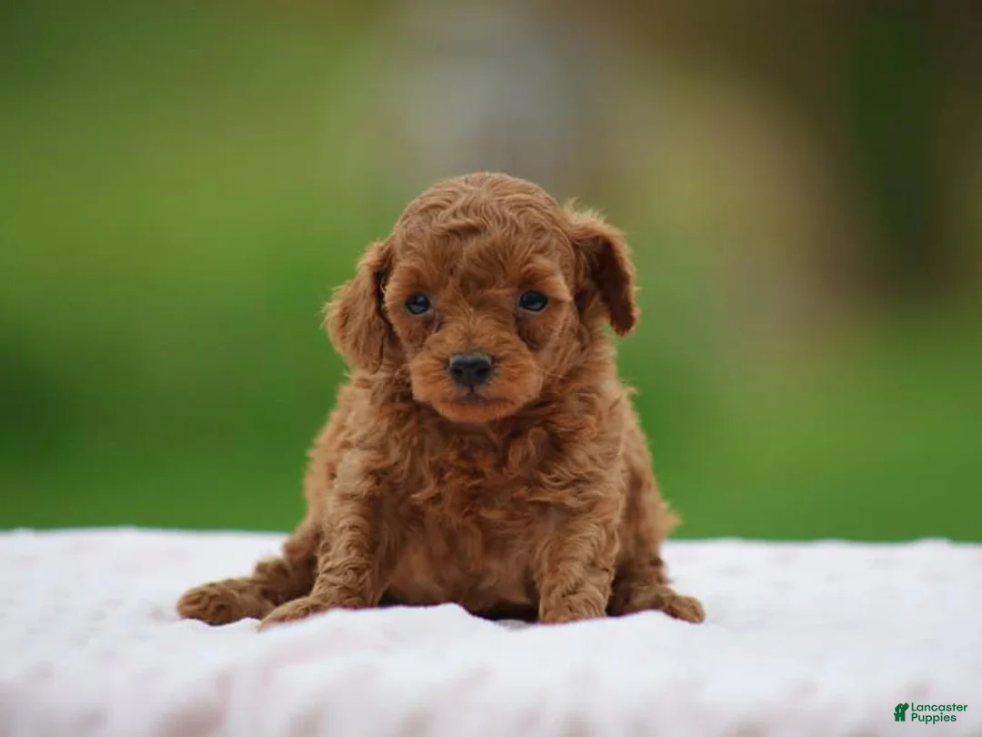 Miniature Poodle dogs for sale: Westa - Ad 1