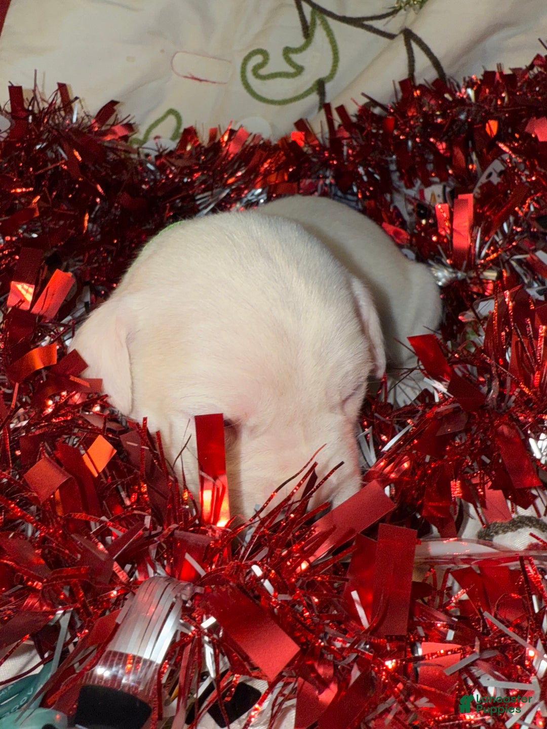 Mixed Breed dogs for sale: Leena  - Ad 8