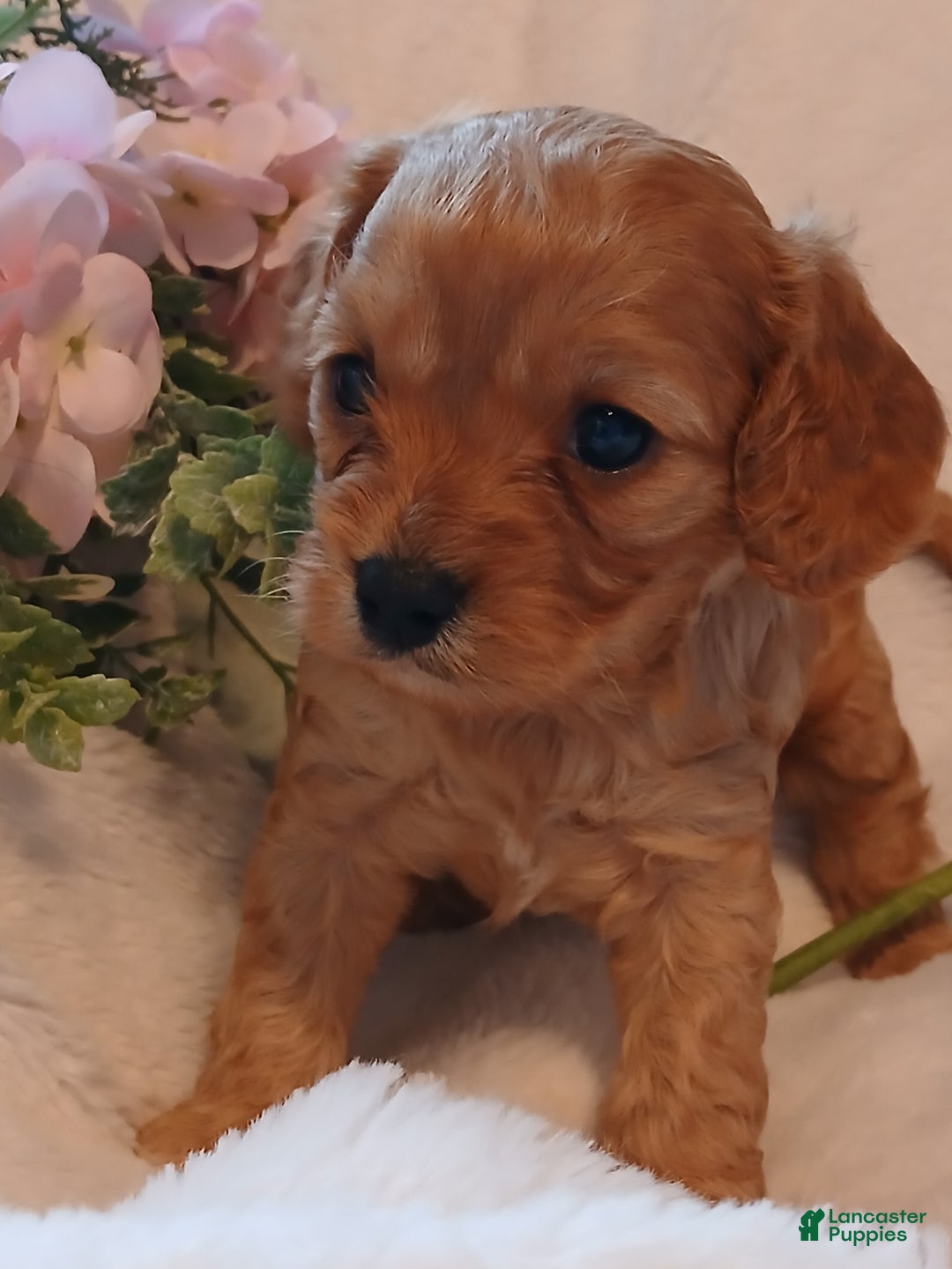 Cavapoo dogs for sale: Rosie - Ad 2