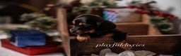Miniature Dachshund dogs for sale: Red Collar Black & Tan Dachshund Puppy - Ad 15
