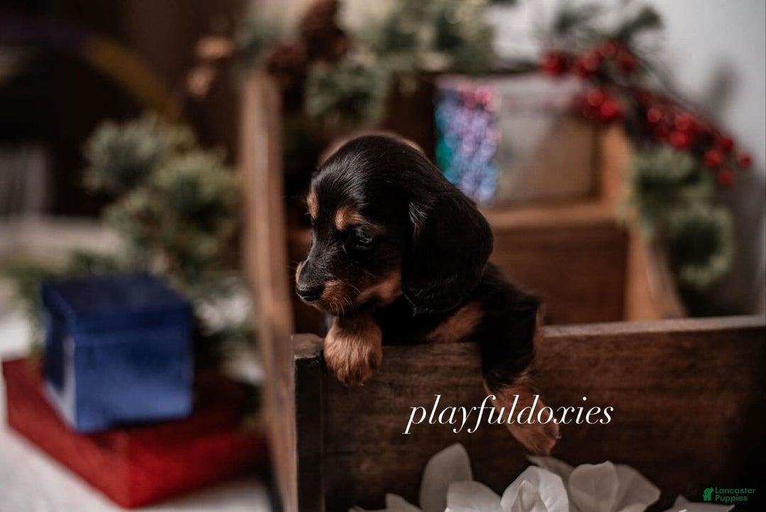 Miniature Dachshund dogs for sale: Red Collar Black & Tan Dachshund Puppy - Ad 15