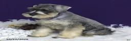 Miniature Schnauzer dogs for sale: Charlie - Ad 3