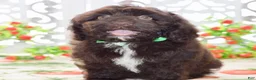 Cockapoo dogs for sale: Claire - Ad 6