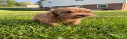 Cavapoo dogs for sale: Winston - Ad 5