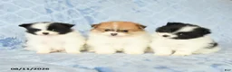Pomeranian dogs for sale: Carly - Ad 5
