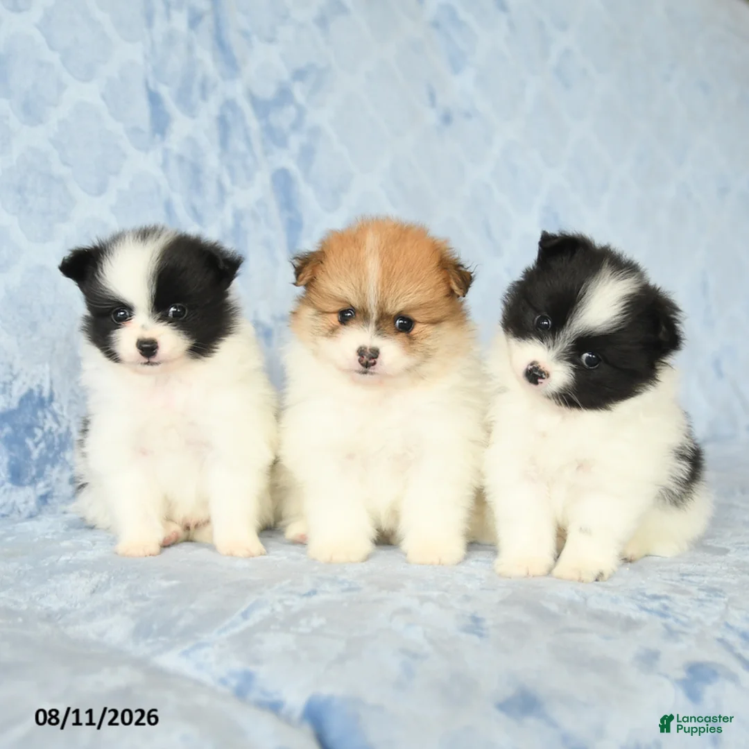 Pomeranian dogs for sale: Carly - Ad 5