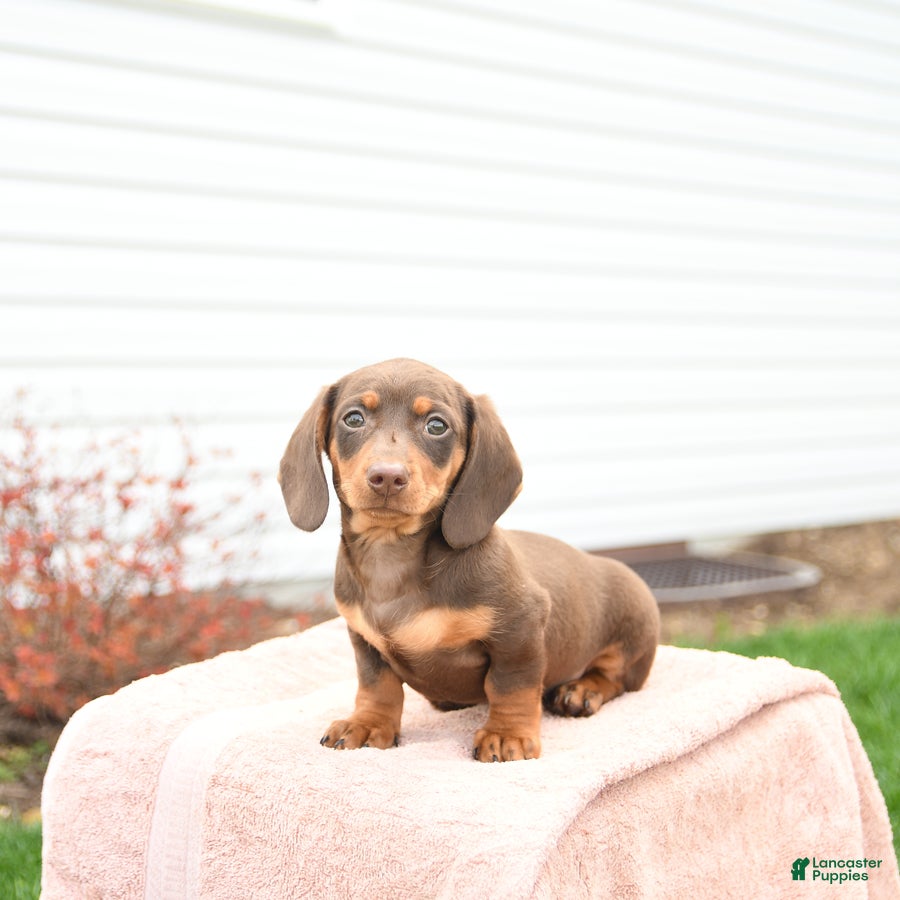 Miniature Dachshund dogs Yoyo - Ad 1