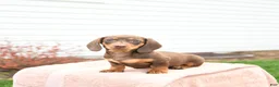 Miniature Dachshund dogs for sale: Yoyo - Ad 1