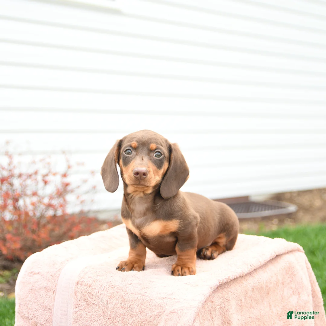 Miniature Dachshund dogs for sale: Yoyo - Ad 1