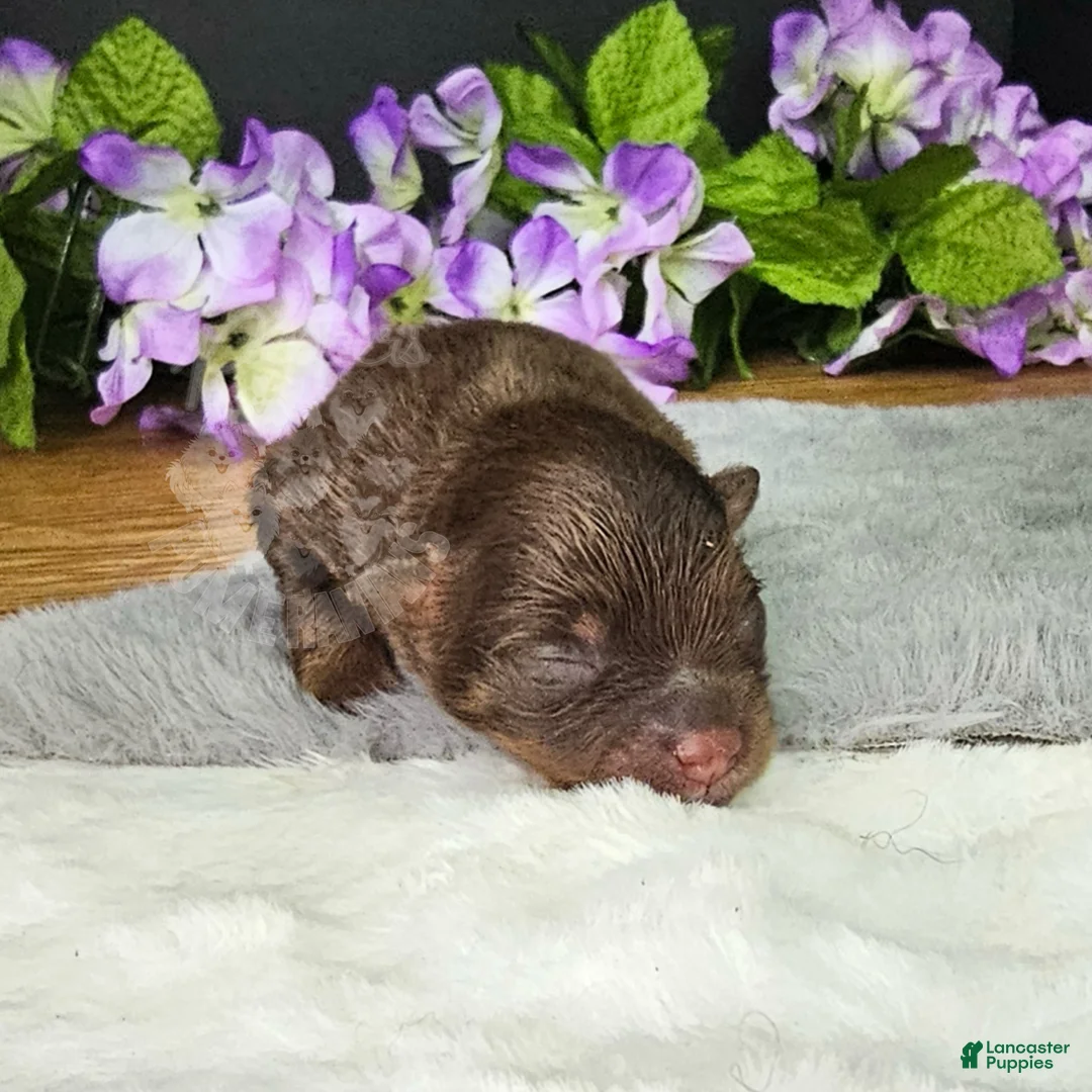 Pomeranian dogs for sale: Pepper's ABC - "Doremi" - Ad 1