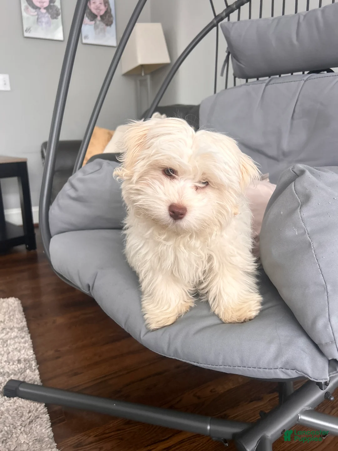 Havanese dogs for sale: Ollie Havanese Puppy – 3.5 Months Old – Loving & Playful - Ad 4