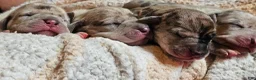 Great Dane dogs for sale: Brown collar  - Ad 4