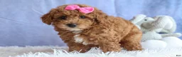 Miniature Poodle dogs for sale: ANGIE - Ad 11