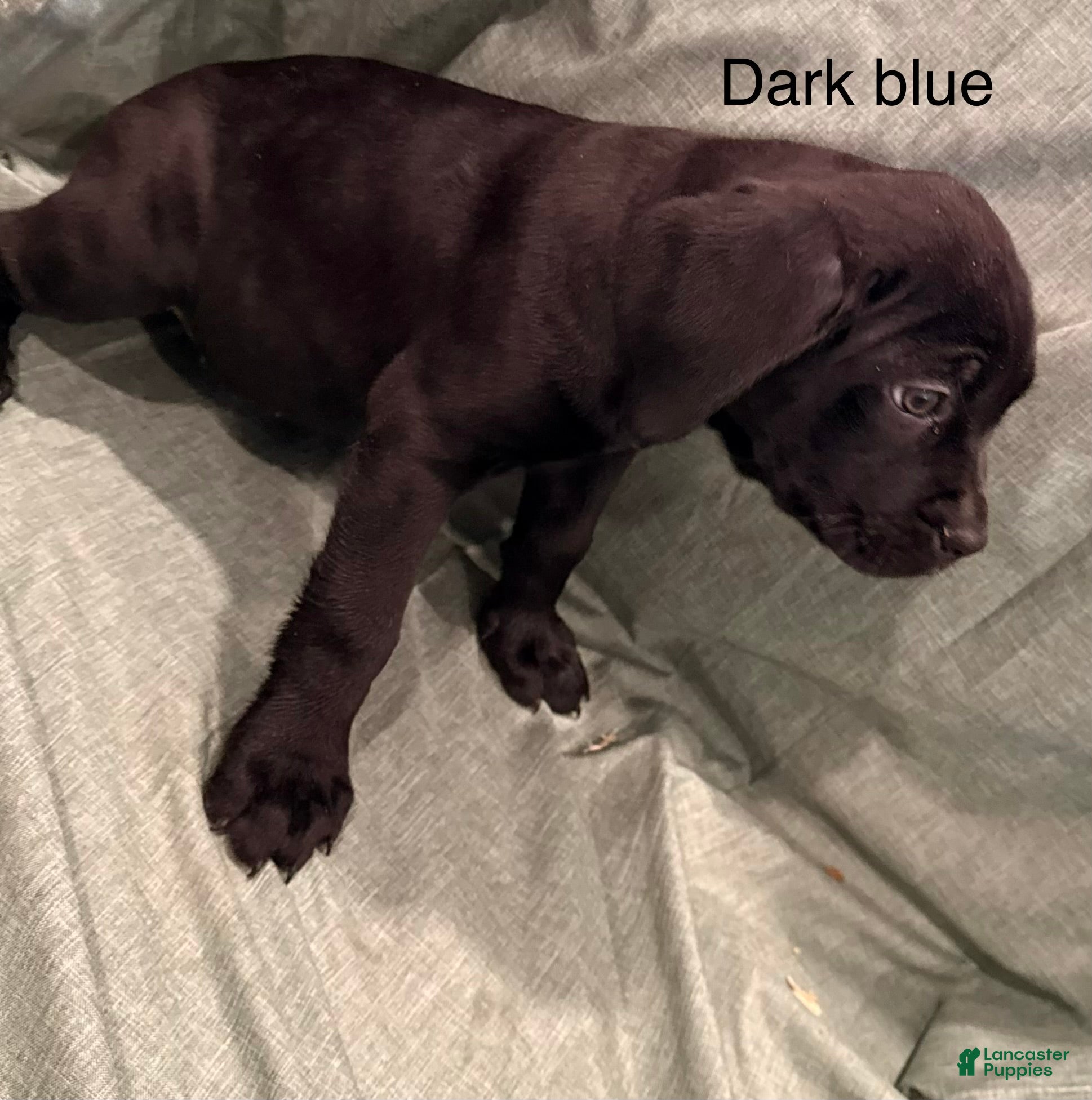 Cane Corso dogs Athena ( Dark Blue) - Ad 33