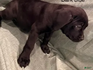 Cane Corso dogs Athena ( Dark Blue) - Ad 11