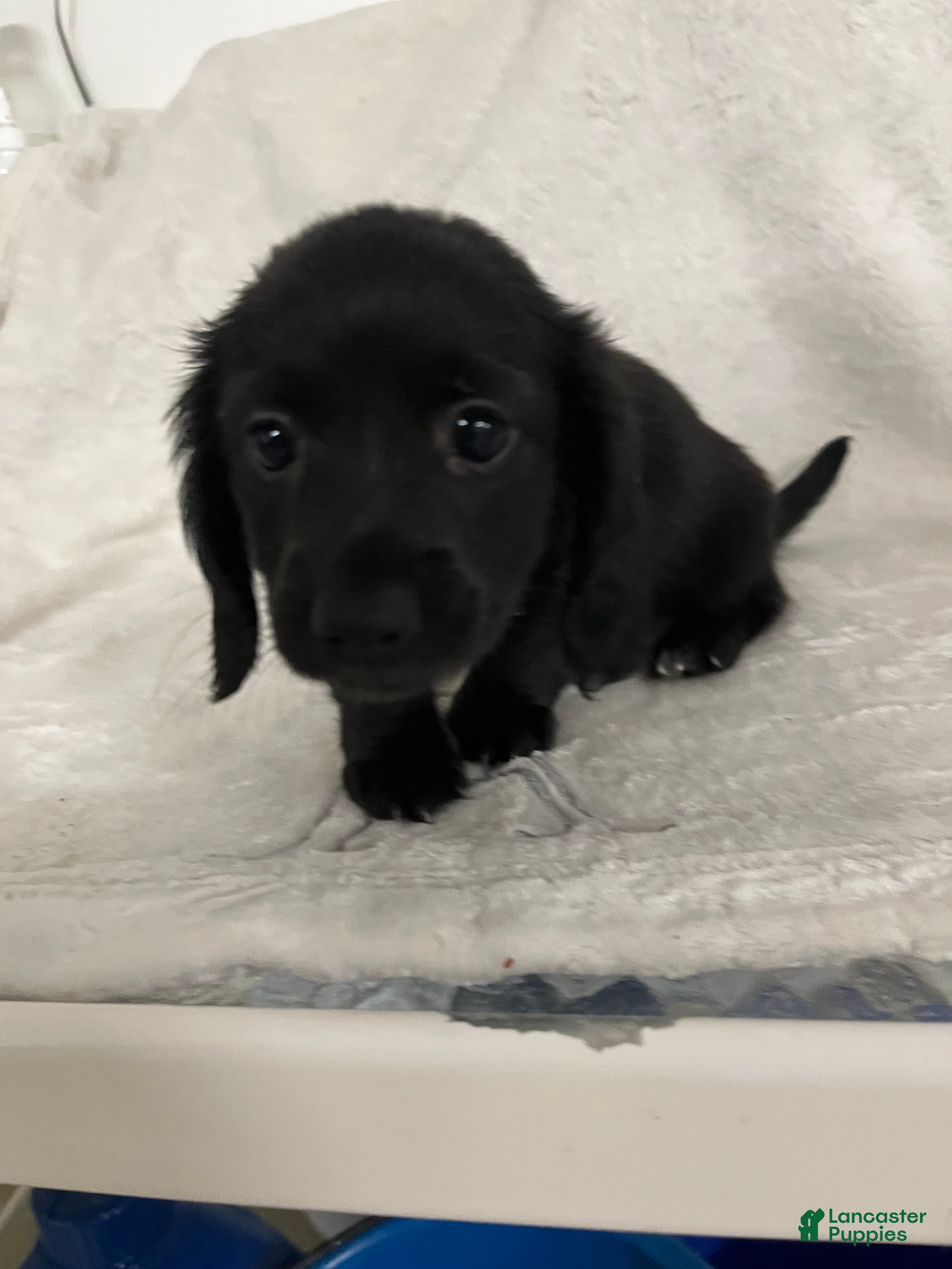 Miniature Dachshund dogs James - Ad 9