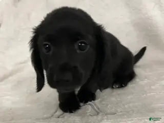 Miniature Dachshund dogs James - Ad 9