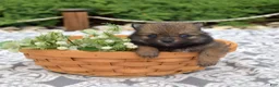 Pomeranian dogs for sale: Daisy - Ad 1