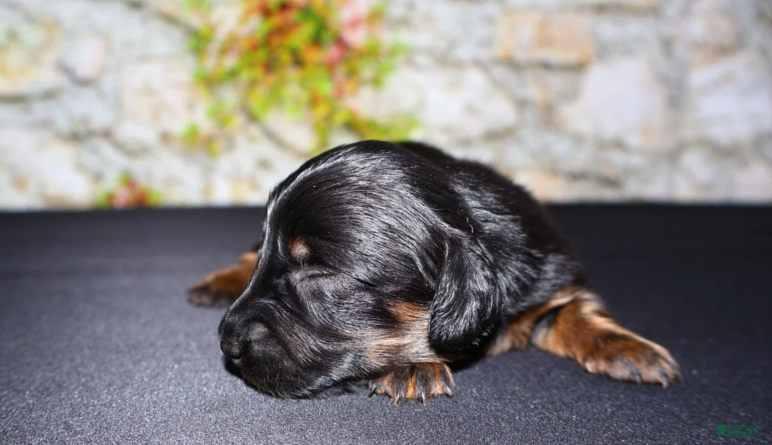 Miniature Dachshund dogs for sale: Miniature Dachshund Puppy 2 - Ad 2