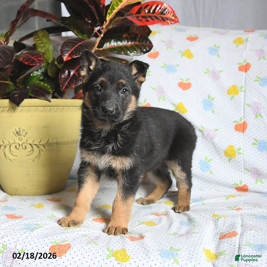 German Shepherd dogs Winter - Ad 2