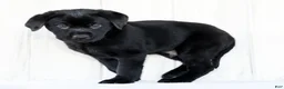 Labrador Retriever dogs for sale: Kory - Ad 4