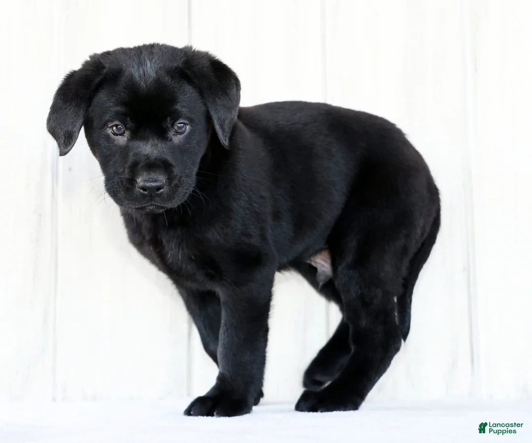 Labrador Retriever dogs for sale: Kory - Ad 4