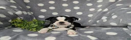 Boston Terrier dogs for sale: Brennen - Ad 5