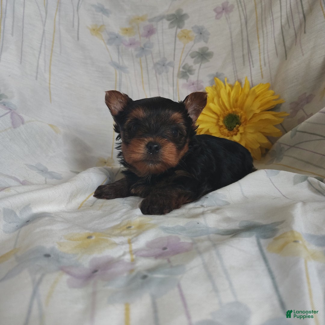Yorkshire Terrier dogs for sale: Charlie - Ad 4