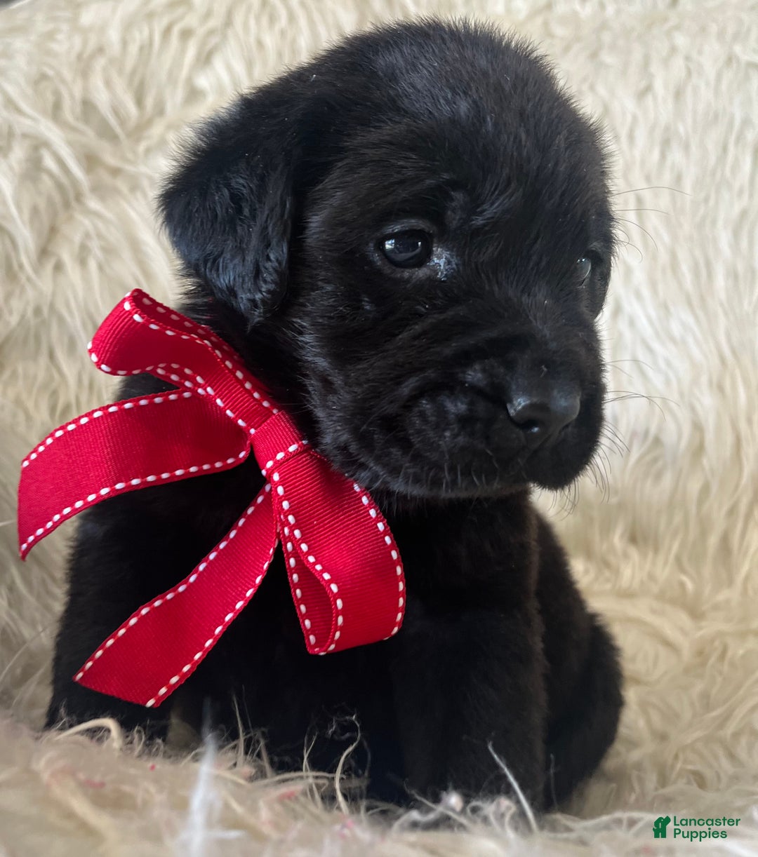 Labrador Retriever dogs for sale: Rocky - Ad 2