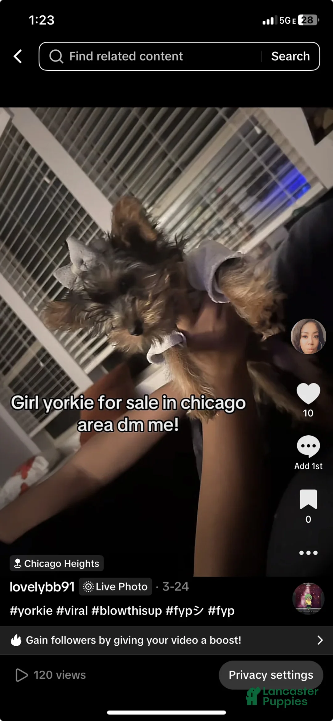 Yorkshire Terrier dogs for sale: Yorkshire Terrier Puppy 1 - Ad 2