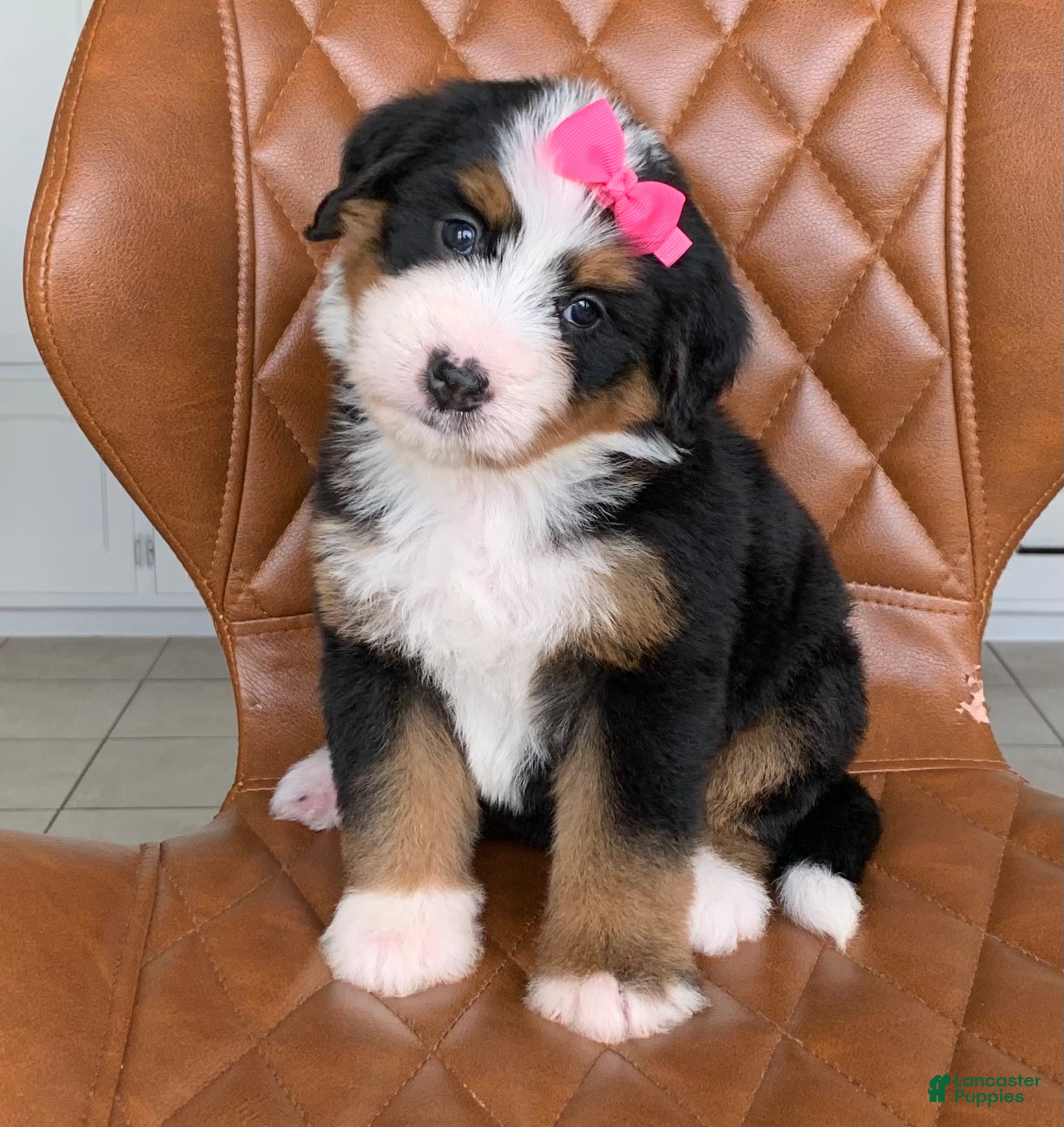 Bernedoodle dogs Nova - Ad 1