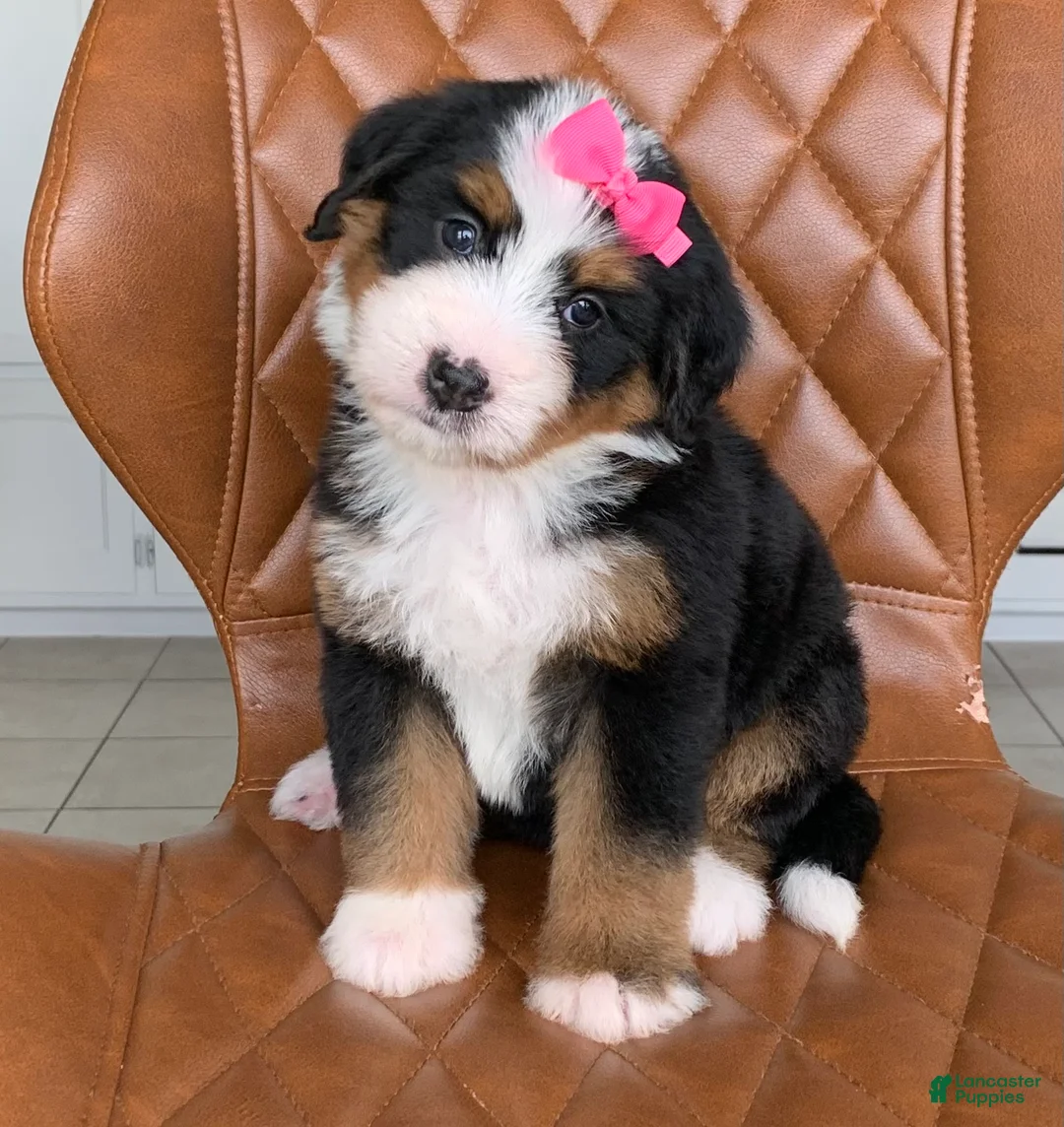 Bernedoodle dogs for sale: Nova - Ad 1