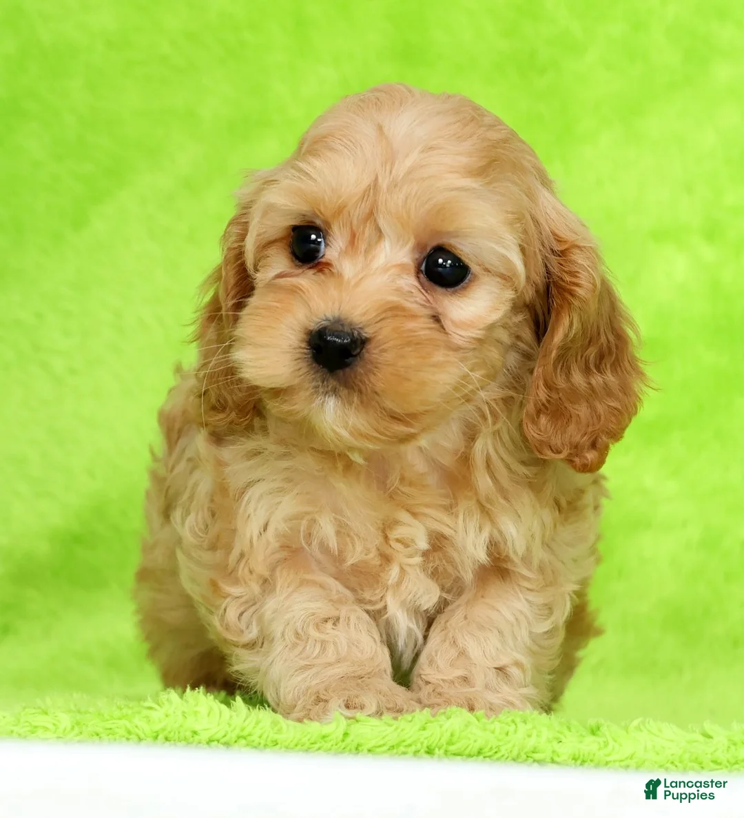 Cockapoo dogs for sale: Pluto - Ad 1