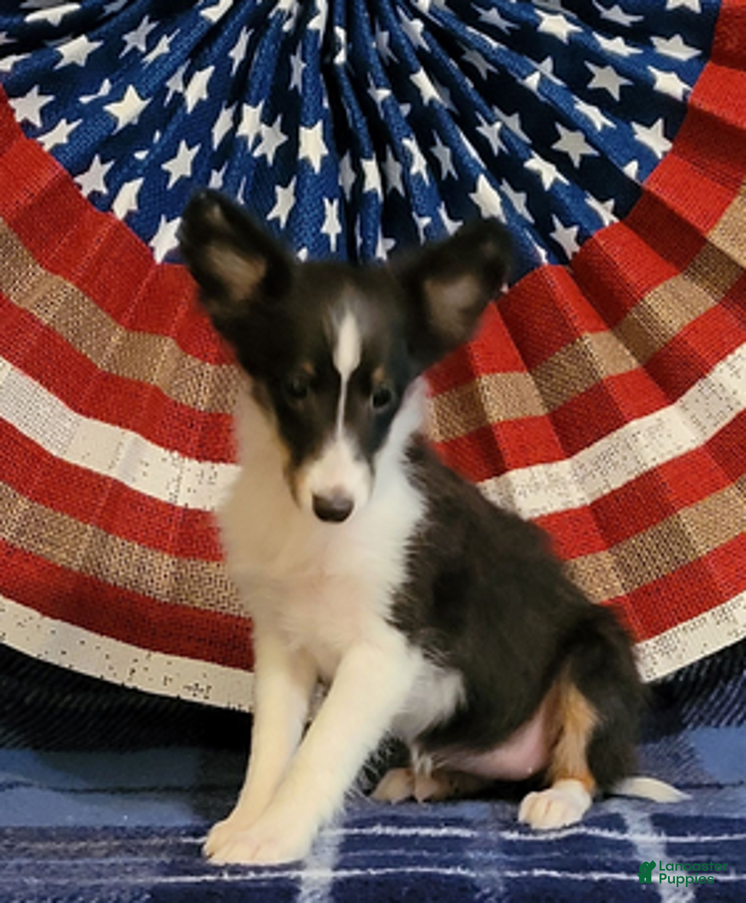 Shetland Sheepdog dogs for sale: Pixie - Ad 3