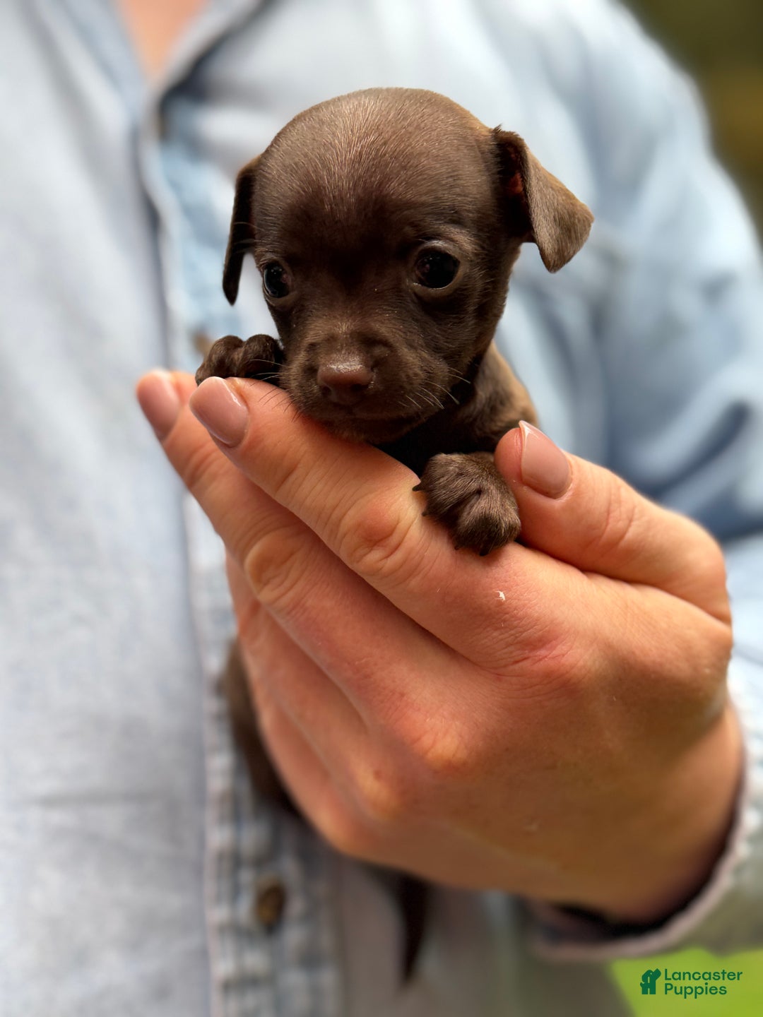 Mixed Breed dogs for sale: Cleopatra  - Ad 43