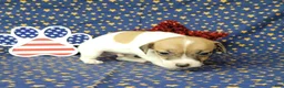Jack Russell Terrier dogs for sale: Racer JRT Delivery available  - Ad 4