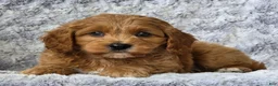 Cavapoo dogs for sale: Samson - Ad 3