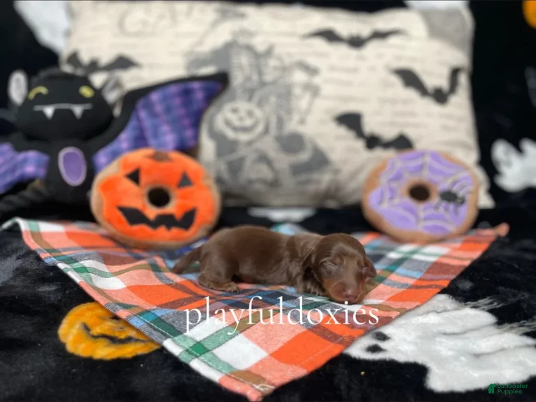 Miniature Dachshund dogs for sale: Ravioli's Chocolate & Tan Girl - Ad 2