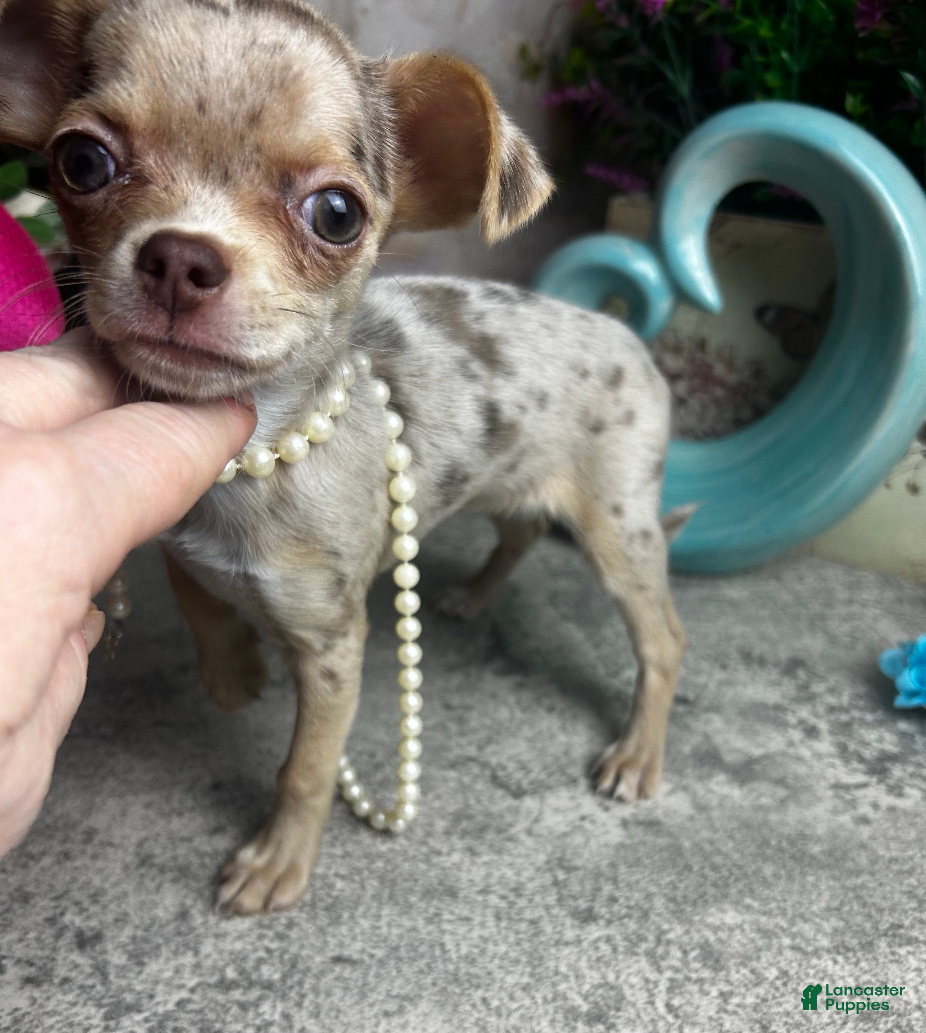 Chihuahua dogs Sarah Plain and Tall  - Ad 2