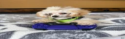 Toy Poodle dogs for sale: Milo (teacup) - Ad 2
