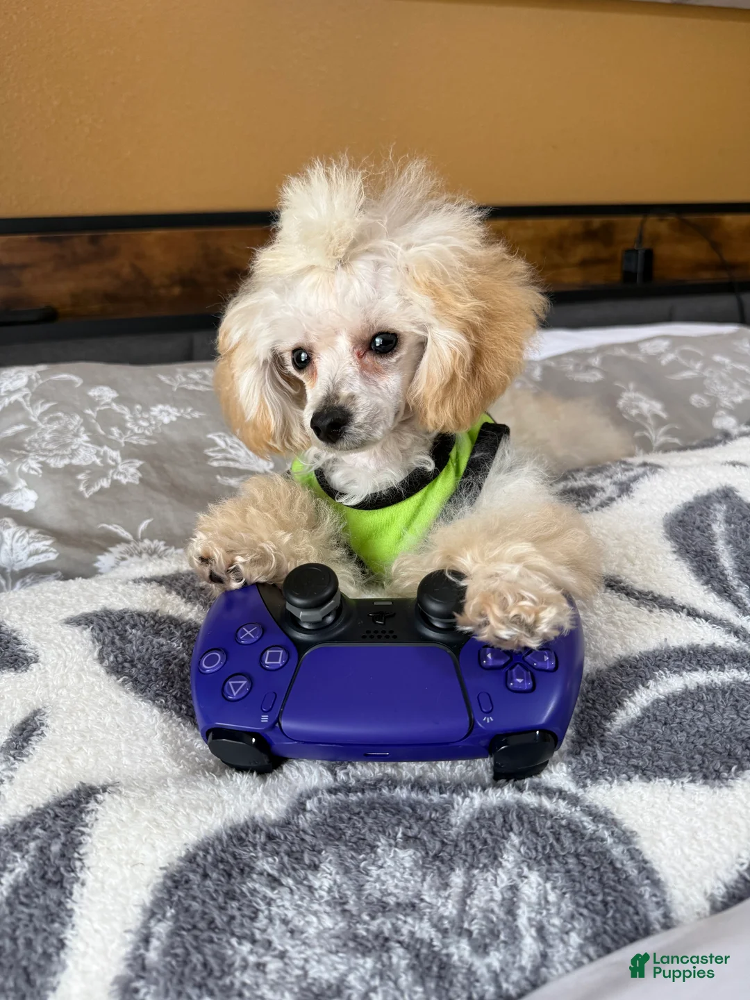 Toy Poodle dogs for sale: Milo (teacup) - Ad 2