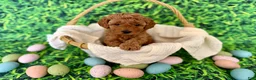 Mini Goldendoodle dogs for sale: White Collar  - Ad 1