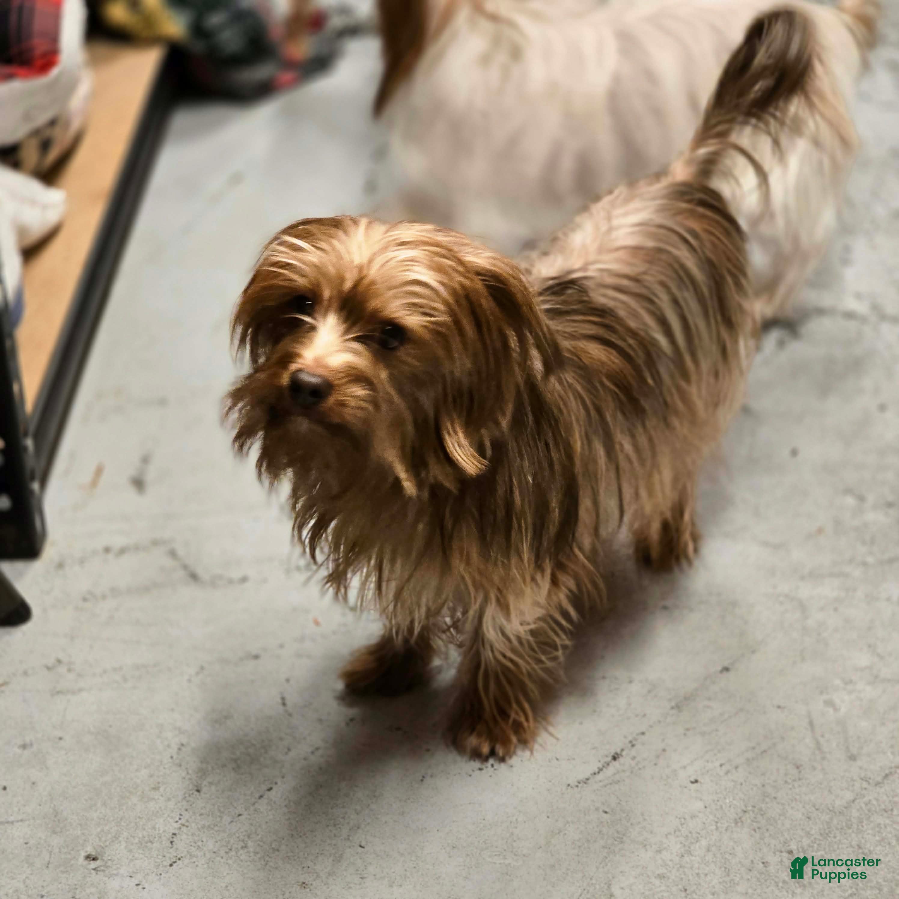 Yorkshire Terrier dogs Sandee - Ad 34