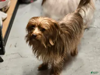 Yorkshire Terrier dogs Sandee - Ad 38